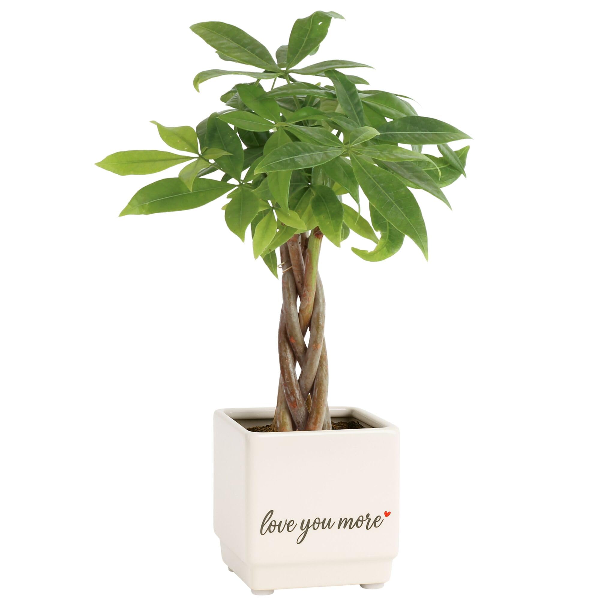 Costa Farms Money Tree (Pachira Aquatica) Live Indoor Bonsai-Style Plant, 12-16 Inches Tall, Braided Trunk Houseplant in Decorative Pot, Easy Care Pet-Friendly Decor