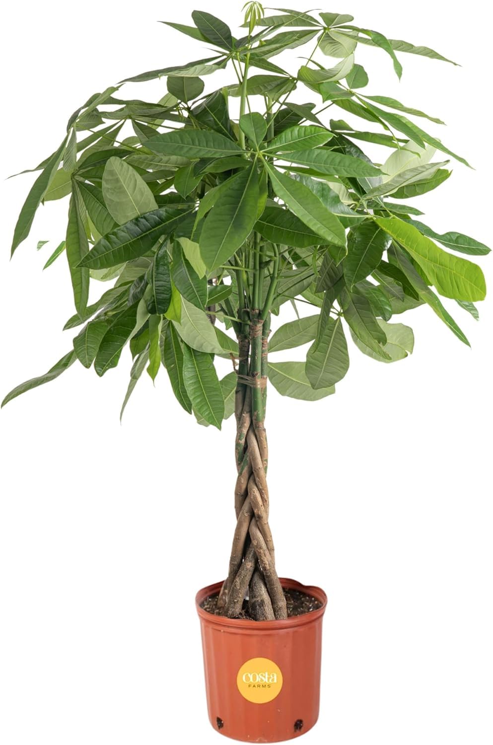 Costa Farms Money Tree (Pachira Aquatica) Live Indoor Bonsai-Style Plant, 12-16 Inches Tall, Braided Trunk Houseplant in Decorative Pot, Easy Care Pet-Friendly Decor