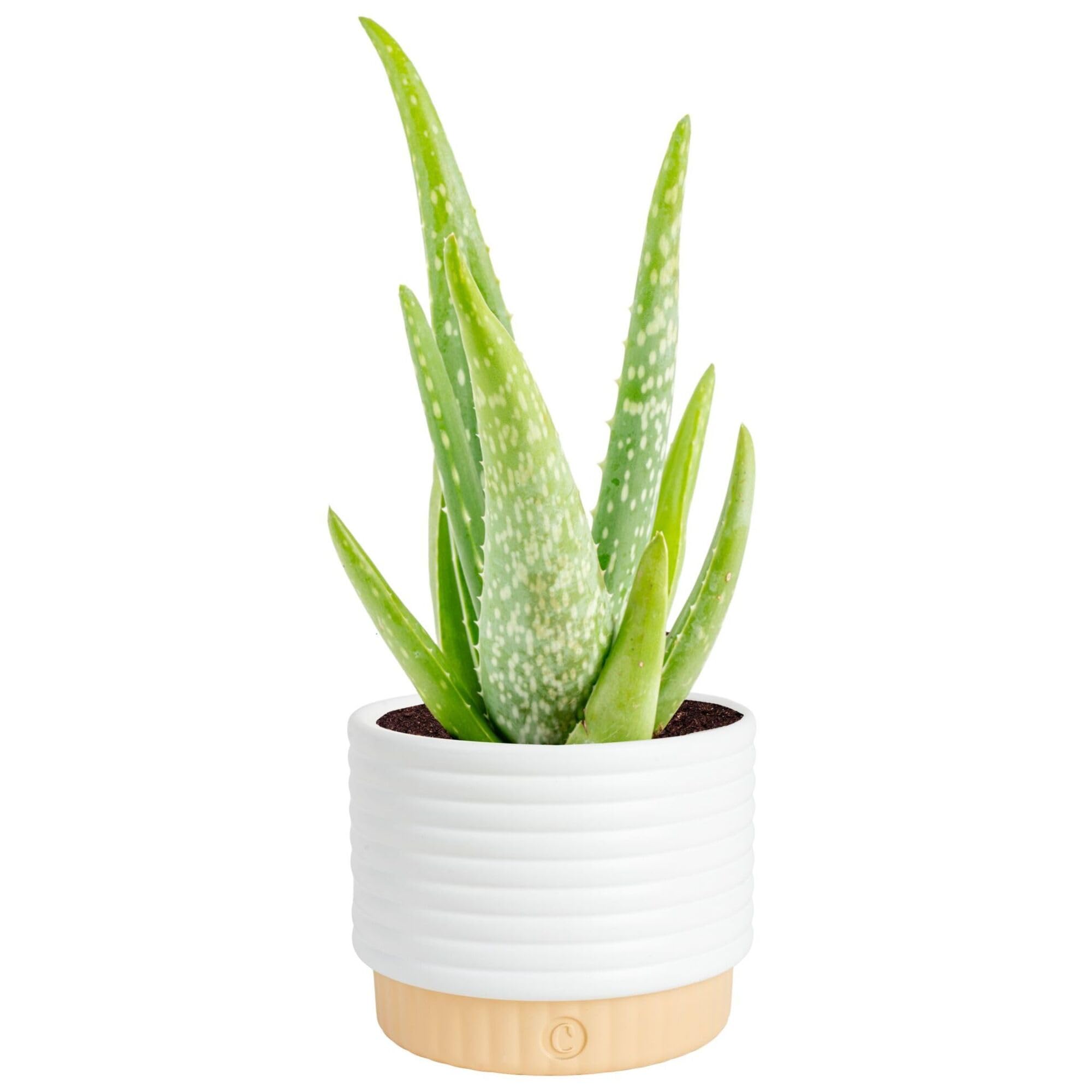 Costa Farms Aloe Vera Live Plants in Plastic Pots, Easy to Maintain, Air Purifying Indoor Succulent Houseplants, Home or Room Decor, House Warming or Birthday Gift, 12-18 Inches Tall, Pack of 2