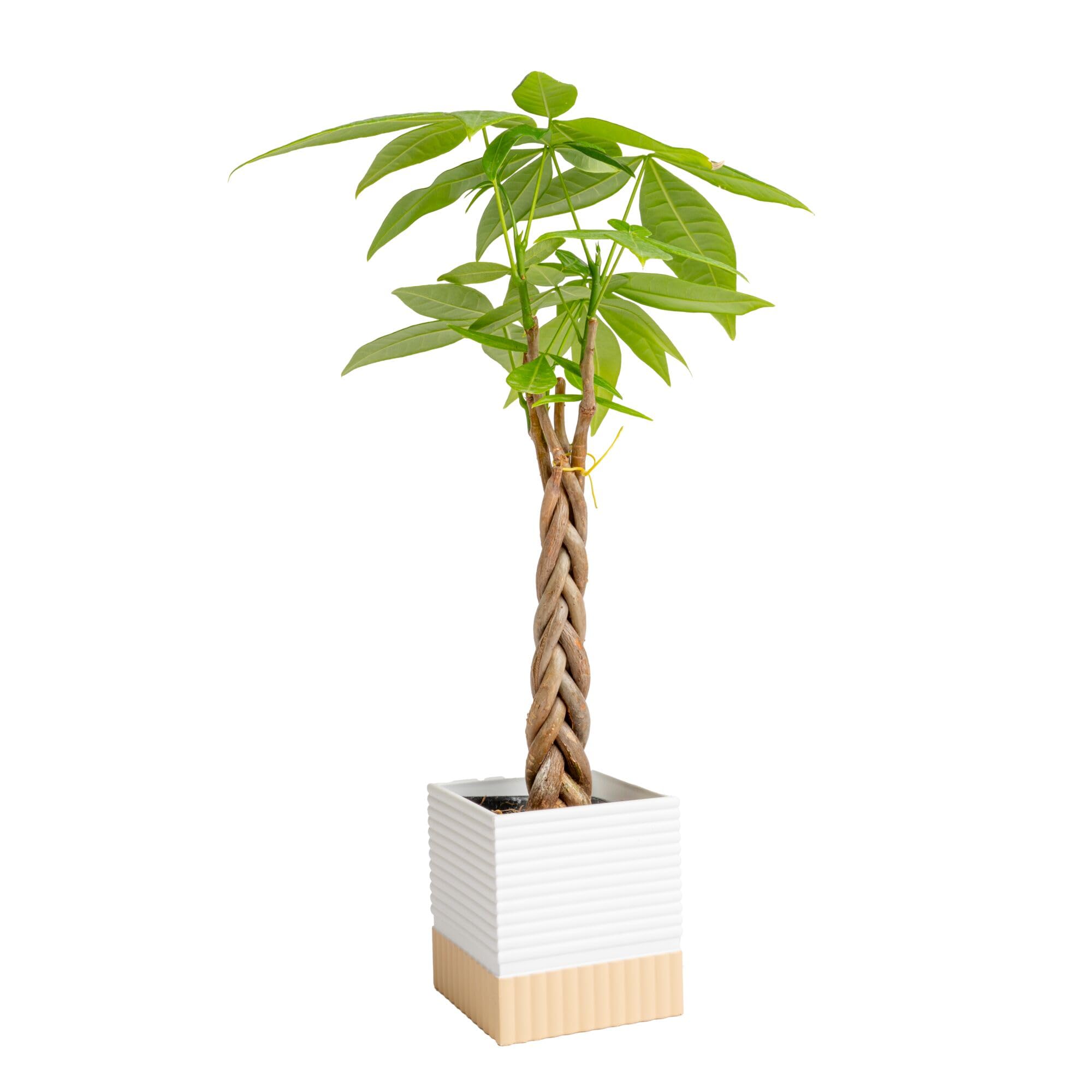 Costa Farms Money Tree (Pachira Aquatica) Live Indoor Bonsai-Style Plant, 12-16 Inches Tall, Braided Trunk Houseplant in Decorative Pot, Easy Care Pet-Friendly Decor