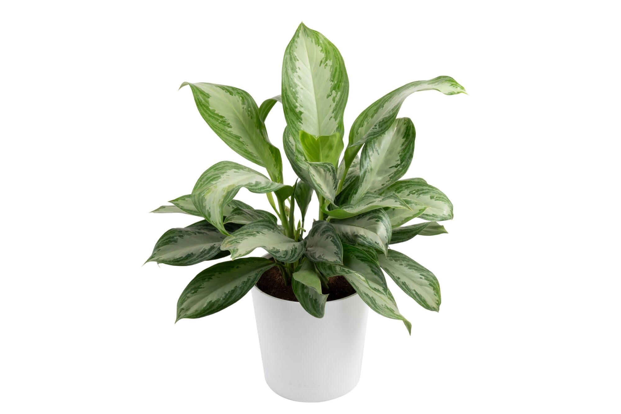 Costa Farms Chinese Evergreen Live Plant in Decorative Pot, Easy to Maintain, Air Purifying Indoor Houseplant, Home, Room, or Office Decor, House Warming or Birthday Gift, 12-18 Inches Tall