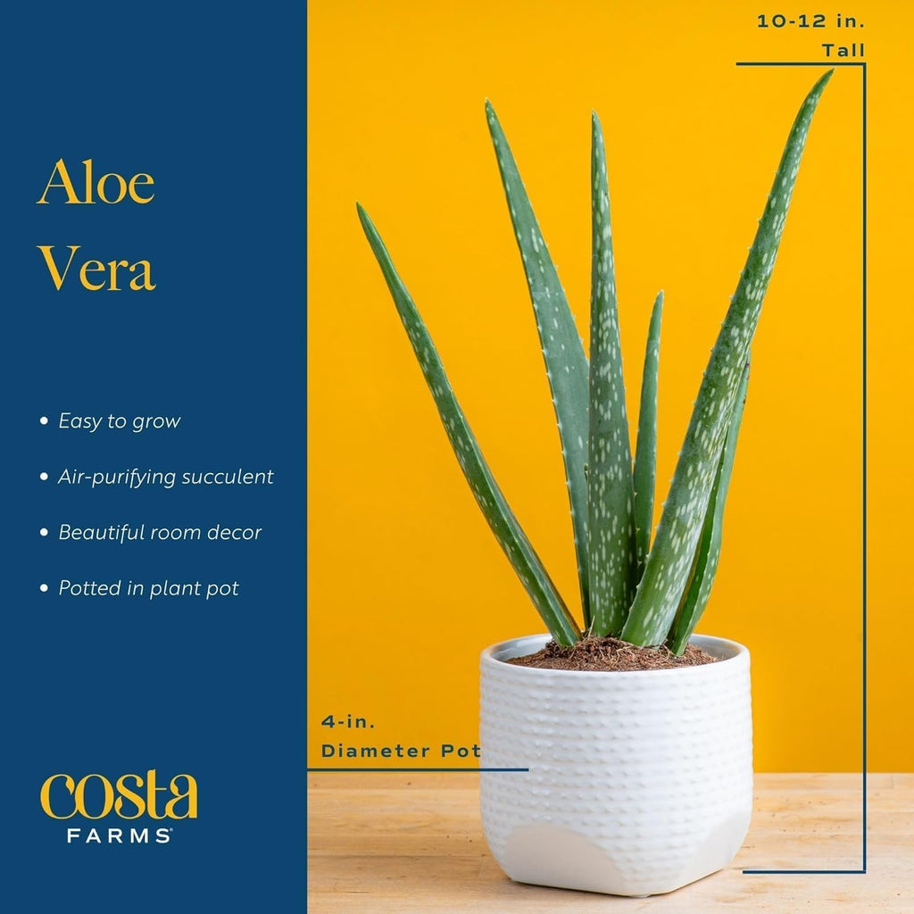 Costa Farms Aloe Vera Live Plants in Plastic Pots, Easy to Maintain, Air Purifying Indoor Succulent Houseplants, Home or Room Decor, House Warming or Birthday Gift, 12-18 Inches Tall, Pack of 2
