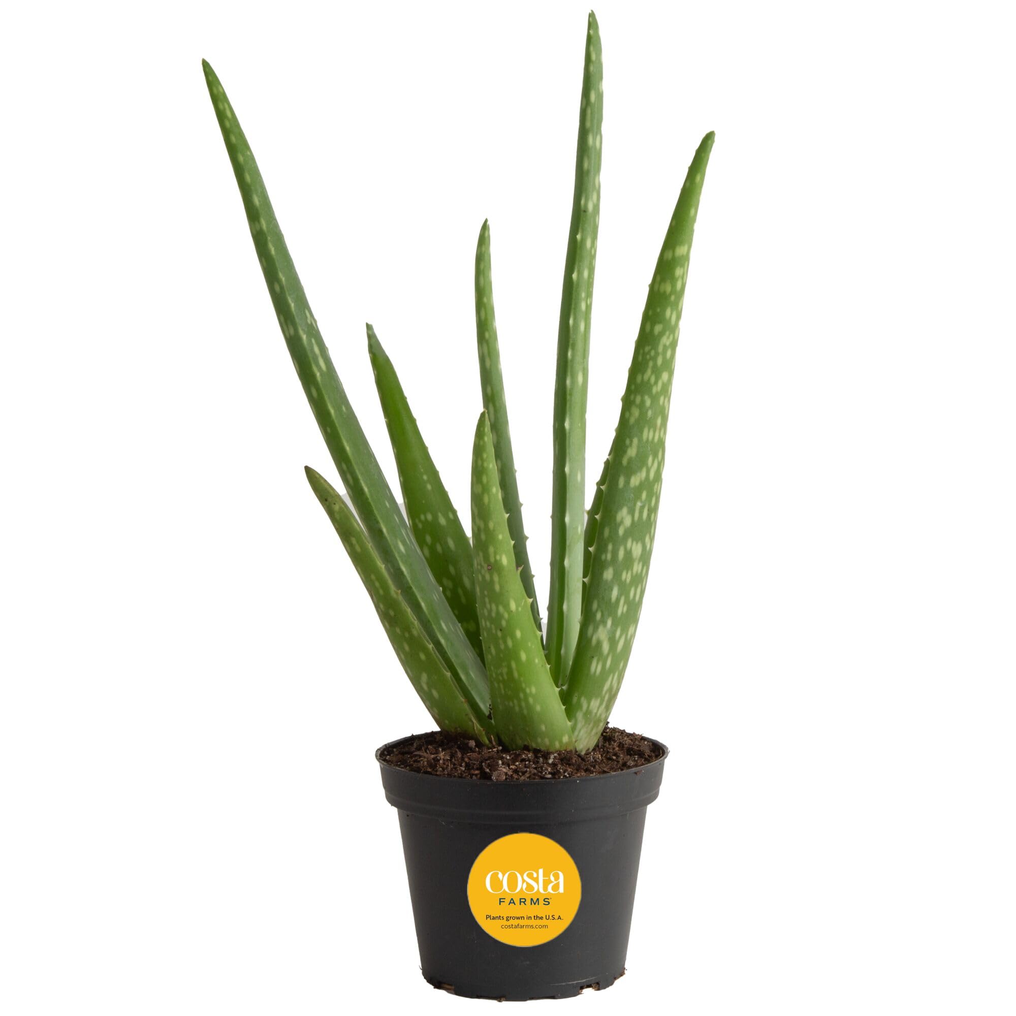 Costa Farms Aloe Vera Live Plants in Plastic Pots, Easy to Maintain, Air Purifying Indoor Succulent Houseplants, Home or Room Decor, House Warming or Birthday Gift, 12-18 Inches Tall, Pack of 2