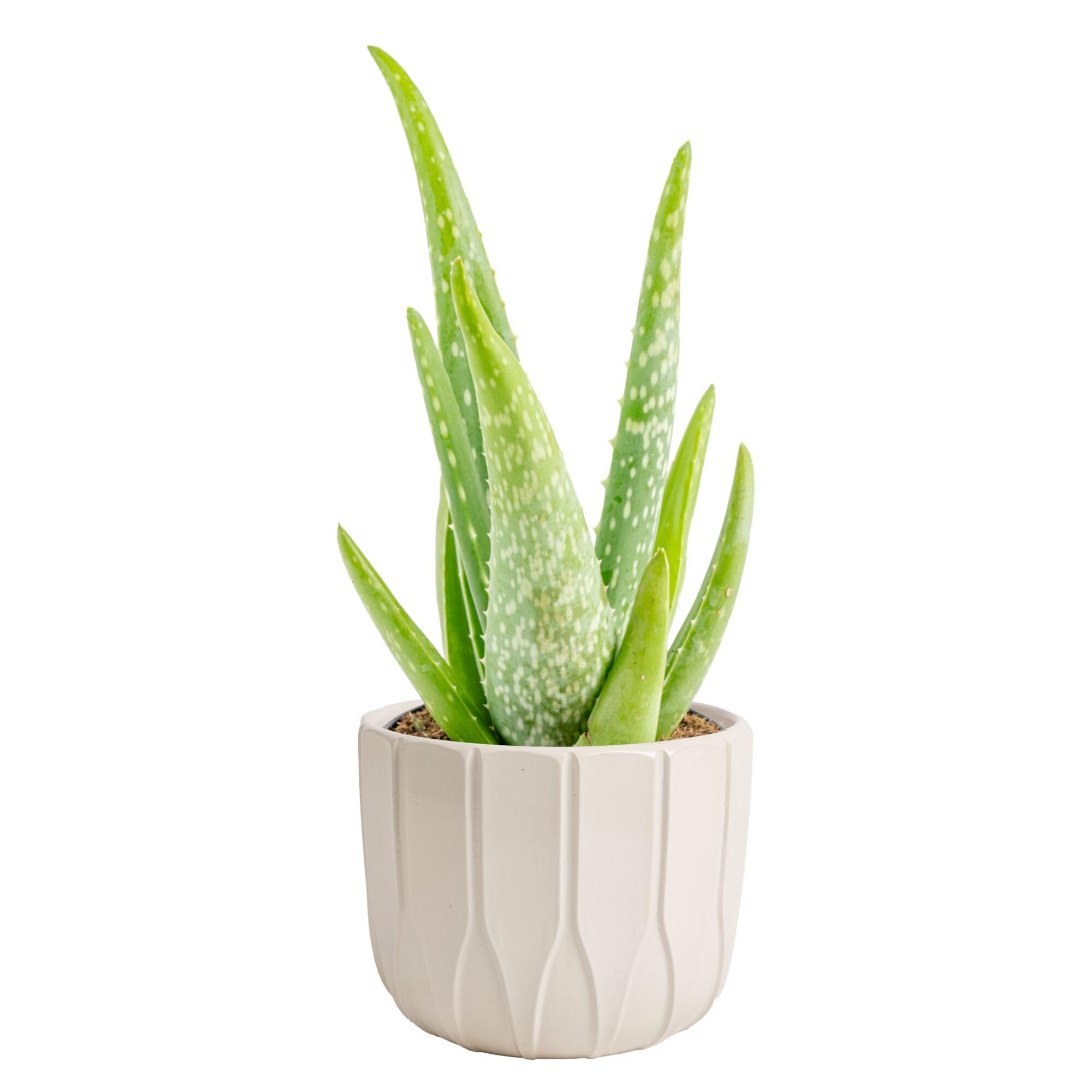 Costa Farms Aloe Vera Live Plants in Plastic Pots, Easy to Maintain, Air Purifying Indoor Succulent Houseplants, Home or Room Decor, House Warming or Birthday Gift, 12-18 Inches Tall, Pack of 2