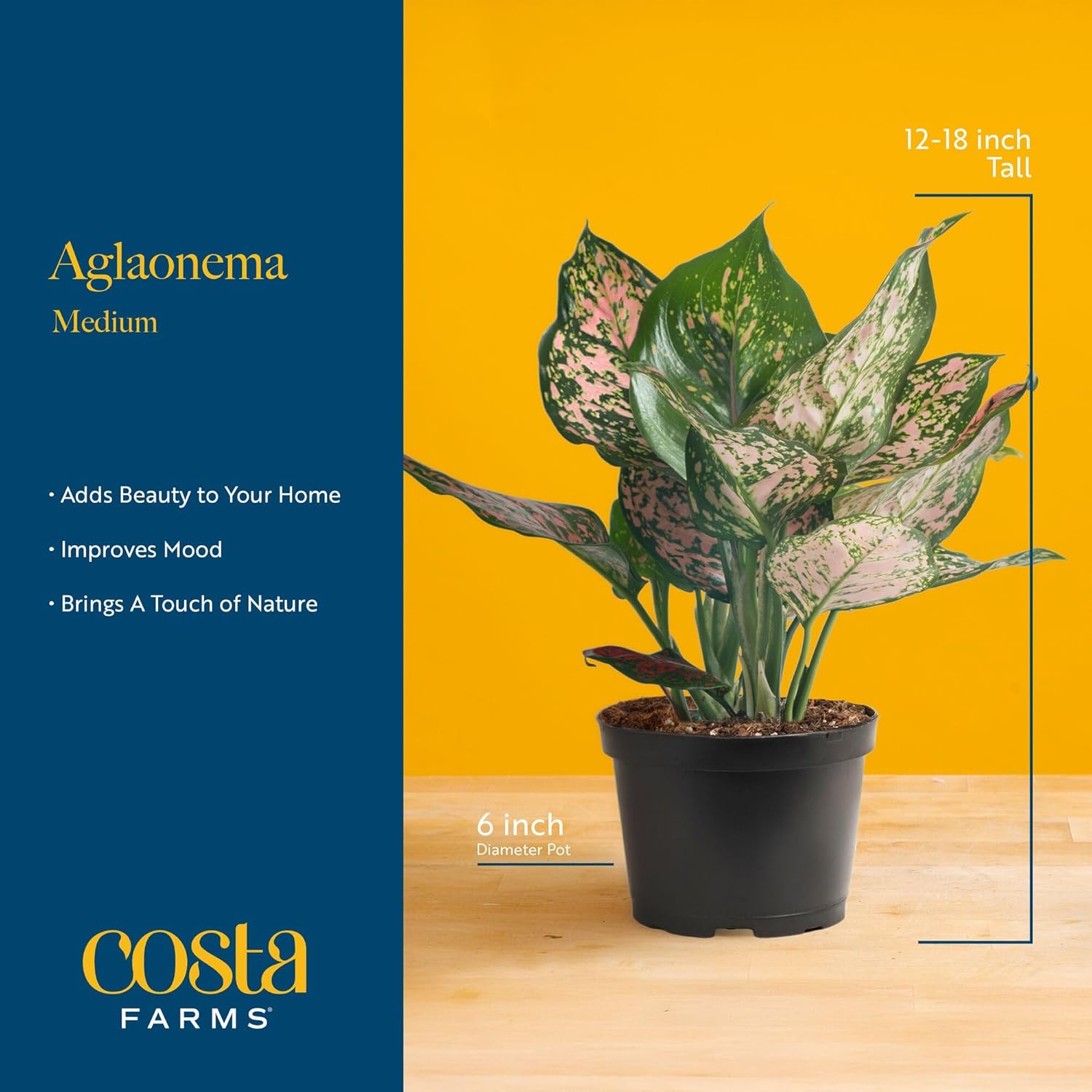 Costa Farms Chinese Evergreen Live Plant in Decorative Pot, Easy to Maintain, Air Purifying Indoor Houseplant, Home, Room, or Office Decor, House Warming or Birthday Gift, 12-18 Inches Tall
