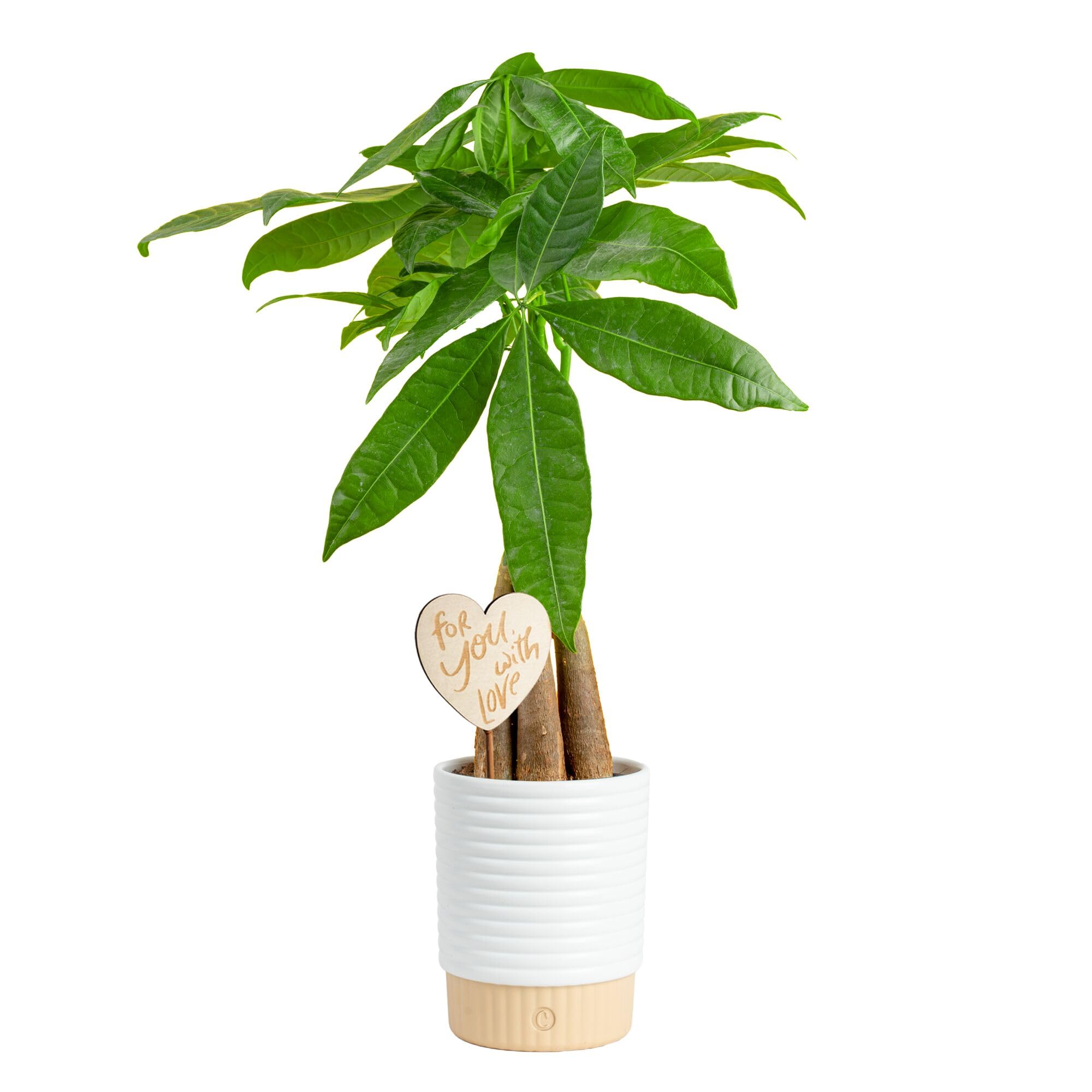 Costa Farms Money Tree (Pachira Aquatica) Live Indoor Bonsai-Style Plant, 12-16 Inches Tall, Braided Trunk Houseplant in Decorative Pot, Easy Care Pet-Friendly Decor