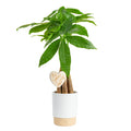 Costa Farms Money Tree (Pachira Aquatica) Live Indoor Bonsai-Style Plant, 12-16 Inches Tall, Braided Trunk Houseplant in Decorative Pot, Easy Care Pet-Friendly Decor