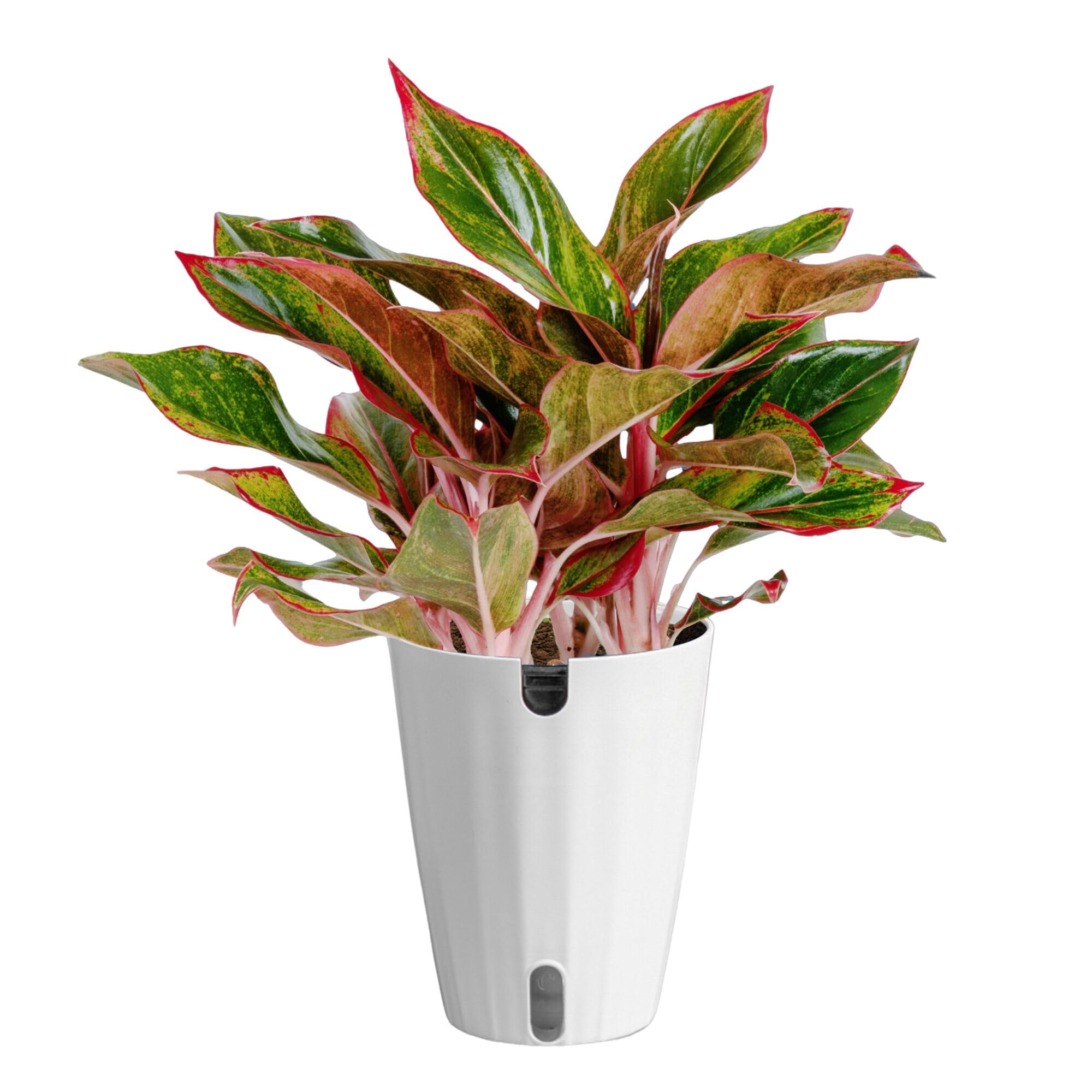 Costa Farms Chinese Evergreen Live Plant in Decorative Pot, Easy to Maintain, Air Purifying Indoor Houseplant, Home, Room, or Office Decor, House Warming or Birthday Gift, 12-18 Inches Tall