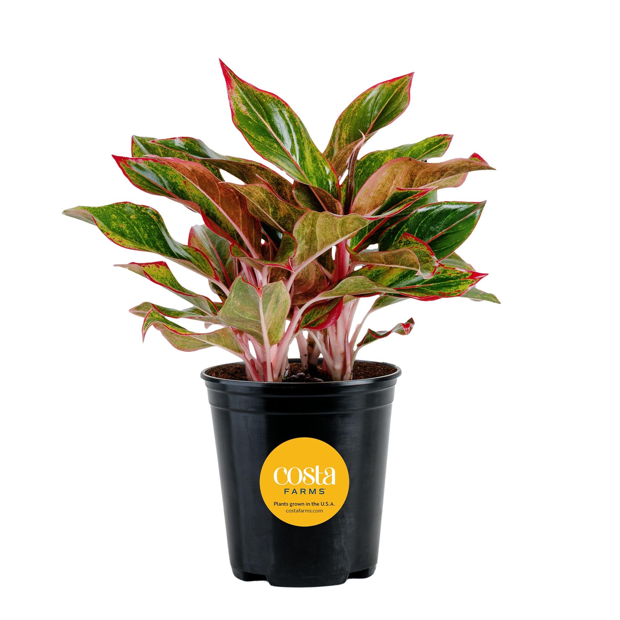Costa Farms Chinese Evergreen Live Plant in Decorative Pot, Easy to Maintain, Air Purifying Indoor Houseplant, Home, Room, or Office Decor, House Warming or Birthday Gift, 12-18 Inches Tall