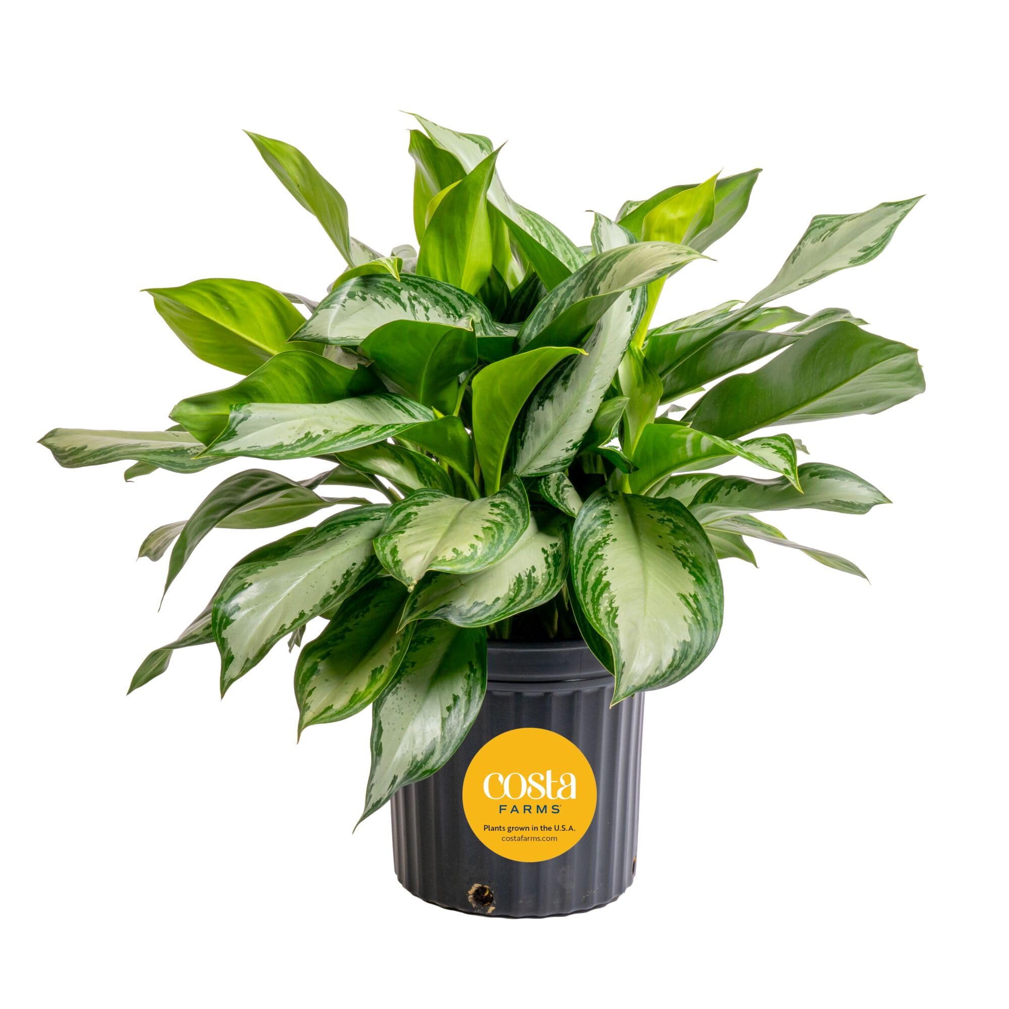 Costa Farms Chinese Evergreen Live Plant in Decorative Pot, Easy to Maintain, Air Purifying Indoor Houseplant, Home, Room, or Office Decor, House Warming or Birthday Gift, 12-18 Inches Tall