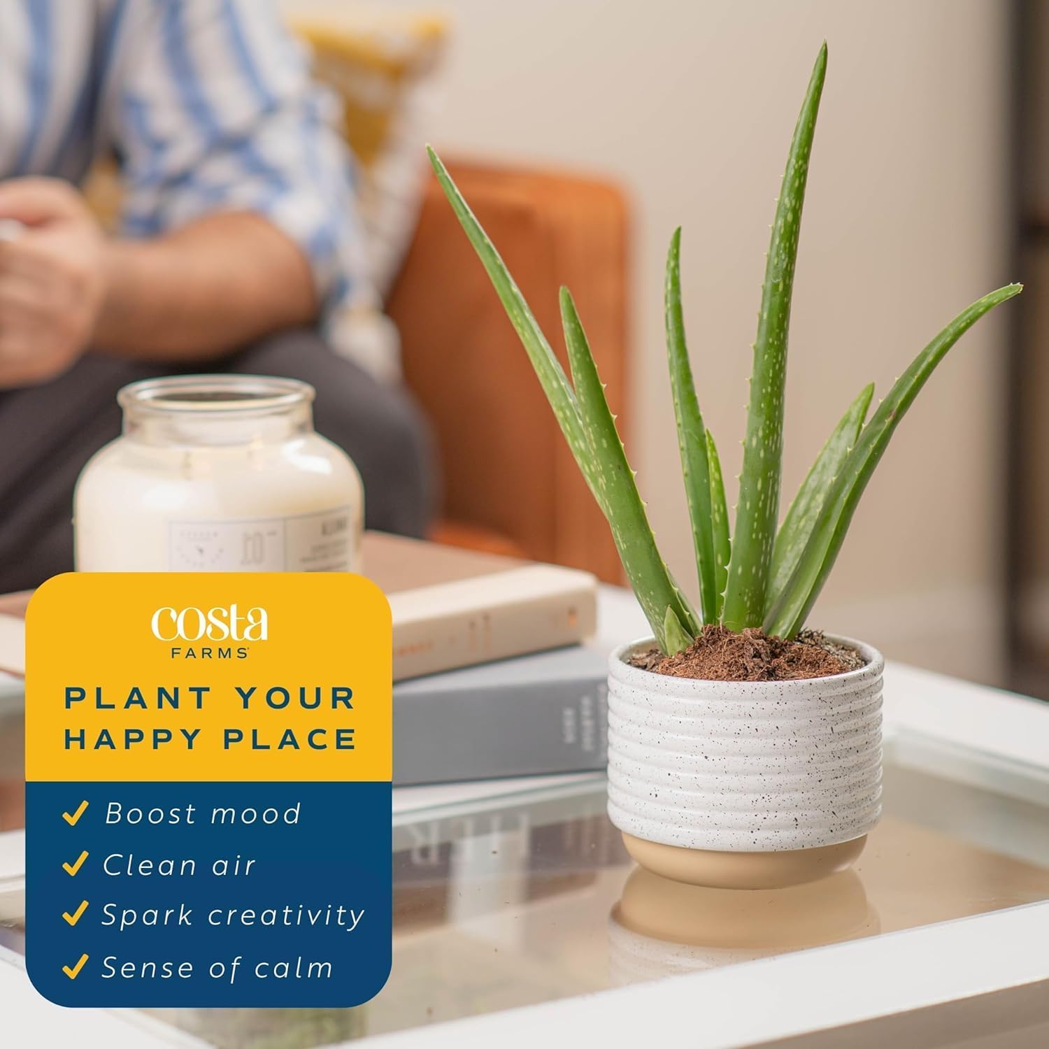 Costa Farms Aloe Vera Live Plants in Plastic Pots, Easy to Maintain, Air Purifying Indoor Succulent Houseplants, Home or Room Decor, House Warming or Birthday Gift, 12-18 Inches Tall, Pack of 2