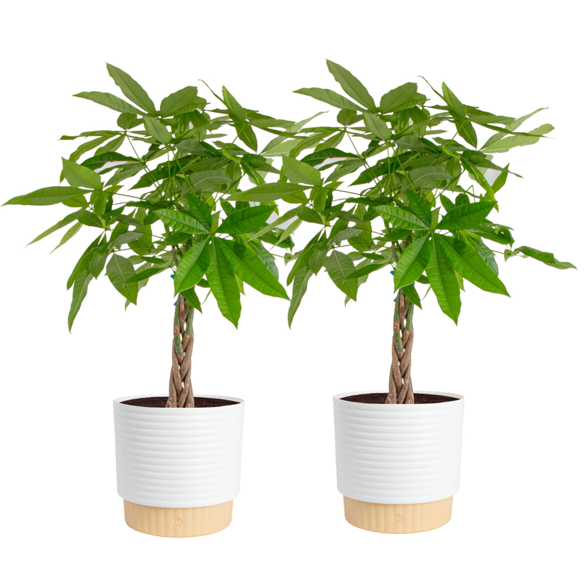 Costa Farms Money Tree (Pachira Aquatica) Live Indoor Bonsai-Style Plant, 12-16 Inches Tall, Braided Trunk Houseplant in Decorative Pot, Easy Care Pet-Friendly Decor