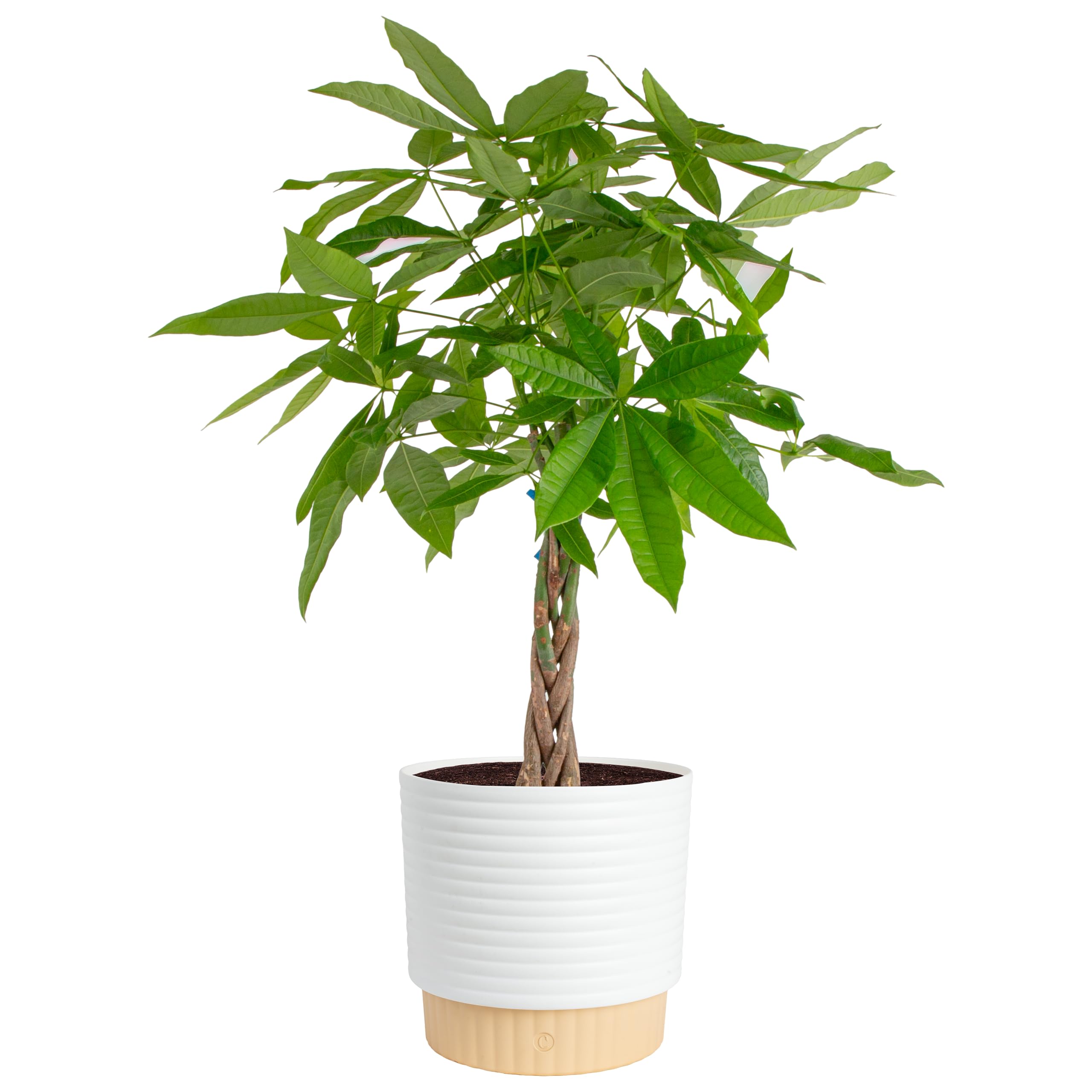 Costa Farms Money Tree (Pachira Aquatica) Live Indoor Bonsai-Style Plant, 12-16 Inches Tall, Braided Trunk Houseplant in Decorative Pot, Easy Care Pet-Friendly Decor