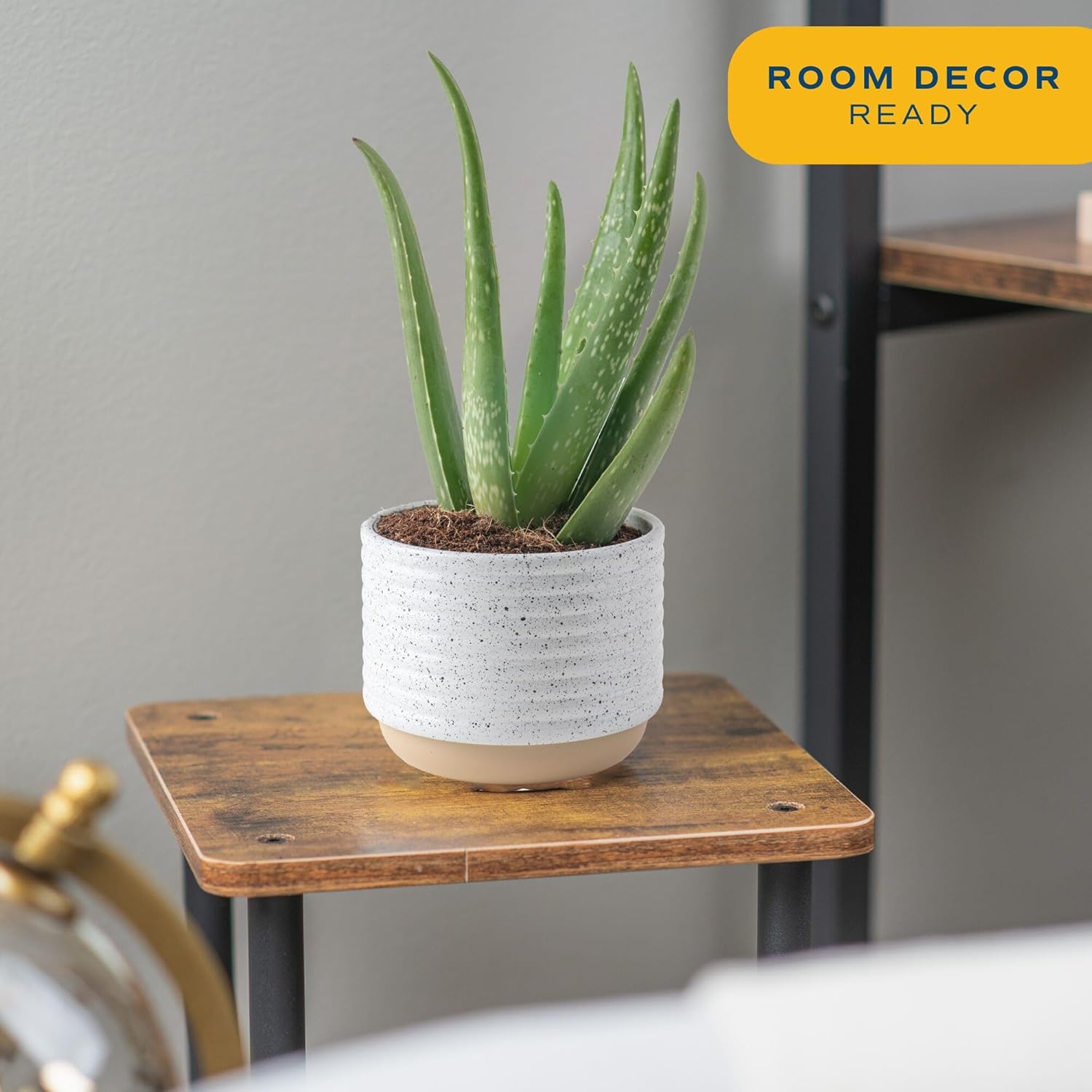 Costa Farms Aloe Vera Live Plants in Plastic Pots, Easy to Maintain, Air Purifying Indoor Succulent Houseplants, Home or Room Decor, House Warming or Birthday Gift, 12-18 Inches Tall, Pack of 2