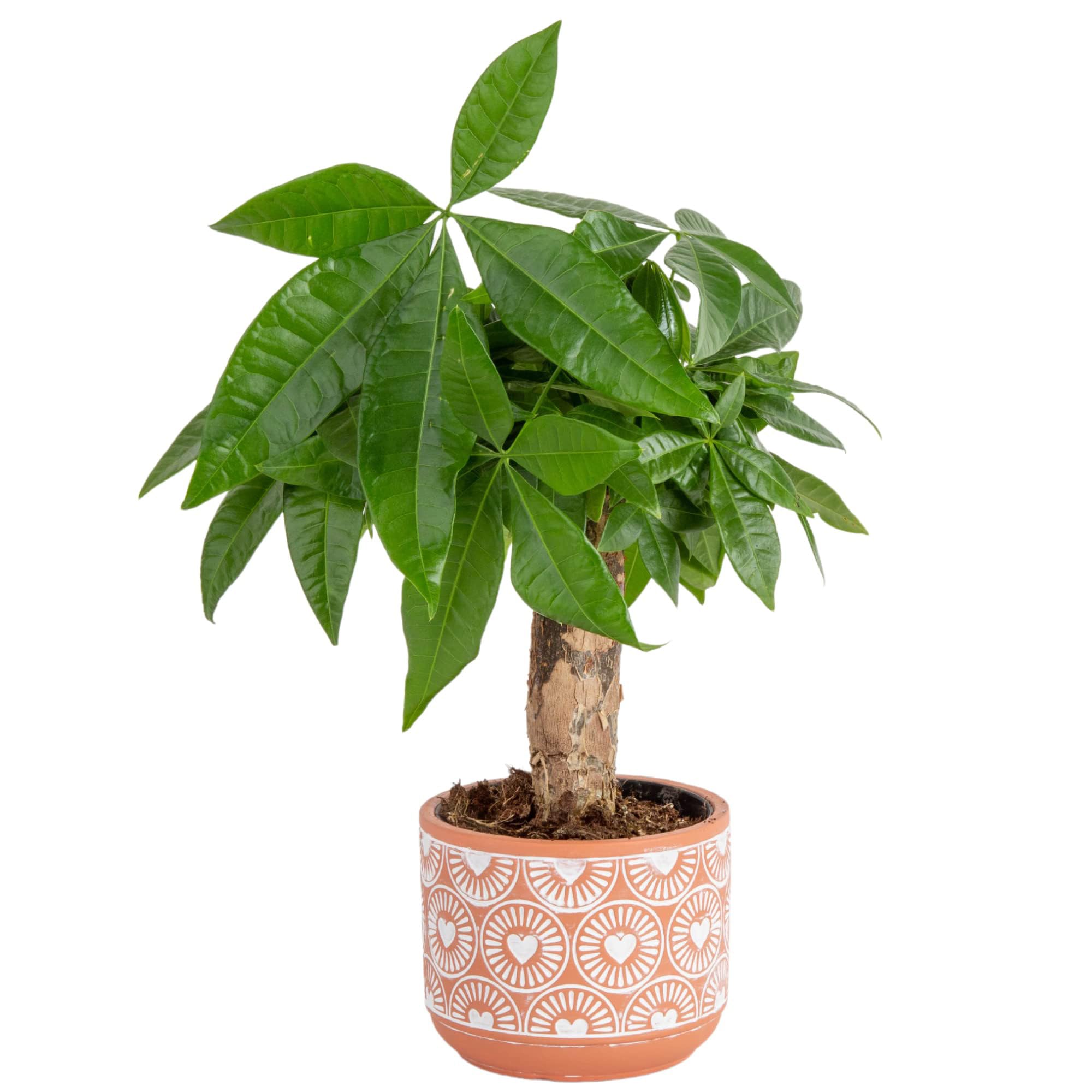 Costa Farms Money Tree (Pachira Aquatica) Live Indoor Bonsai-Style Plant, 12-16 Inches Tall, Braided Trunk Houseplant in Decorative Pot, Easy Care Pet-Friendly Decor